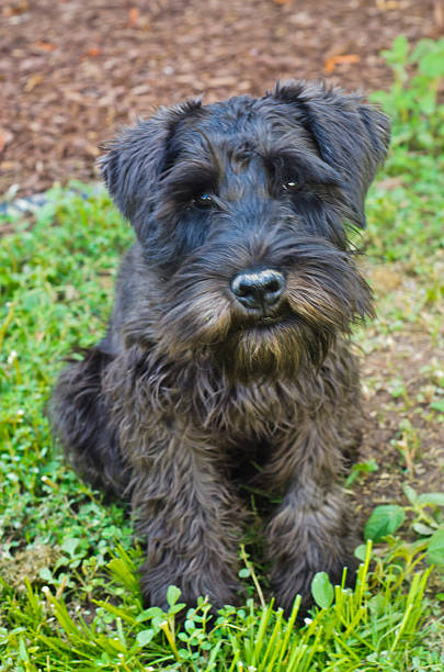 istock Portrait of Dog Schnauzer 186779883
