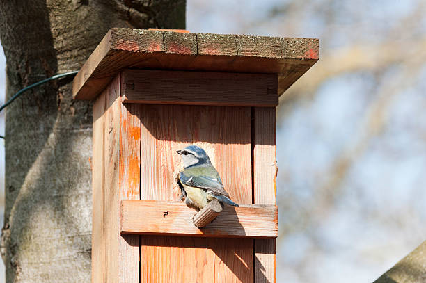 Juvenile Blue Tit (Cyanistes Caerules) fledging from nest box in Lechlade, UK
