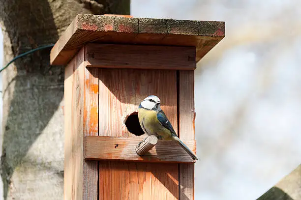 Blue tit in front of her nest boxParus; caeruleus;