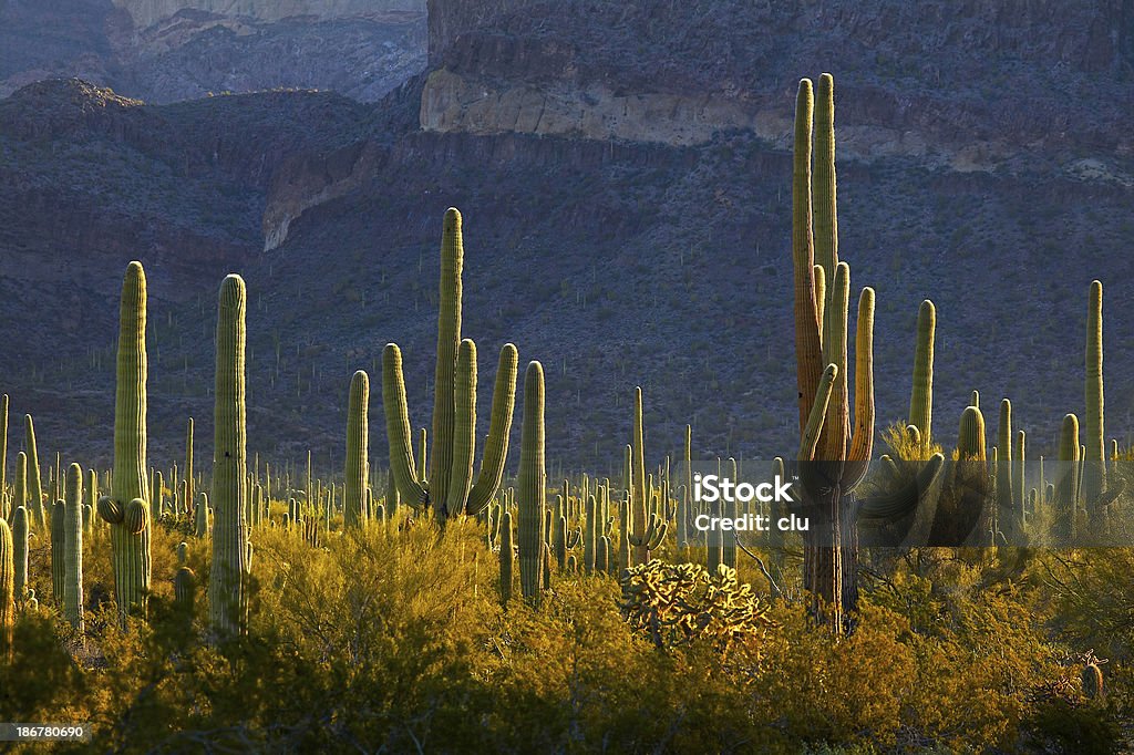 Widok Organy Rurka Kaktus pole - Zbiór zdjęć royalty-free (Bez ludzi)