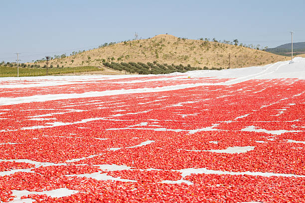 istock Production of sun dried tomatoes 186780825
