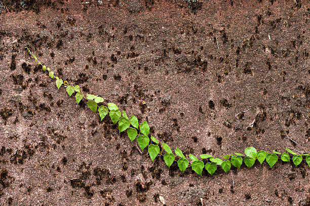 Close-up of Green Creepers Green creepers growing on grungy wall. fz009 stock pictures, royalty-free photos & images