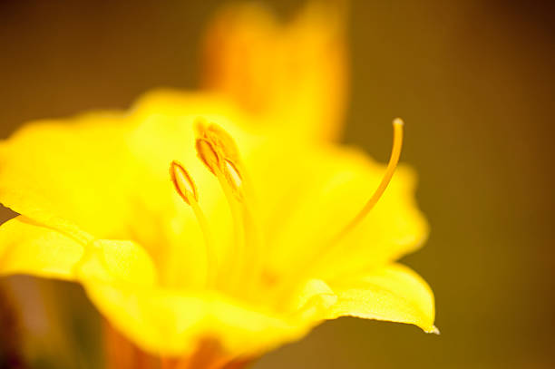 Detail of Yellow Flower Close-up of yellow flower with pollen grain. fz009 stock pictures, royalty-free photos & images