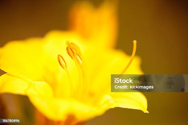 Detail Of Yellow Flower Stock Photo - Download Image Now - Abstract, Backgrounds, Beauty