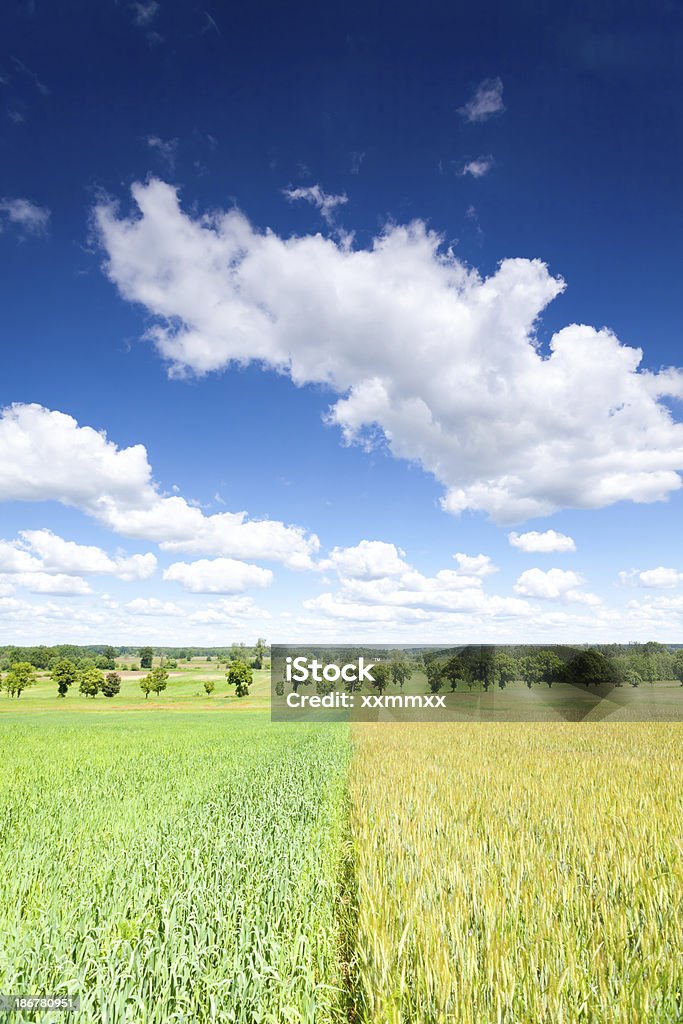 Field und sky - Lizenzfrei Blau Stock-Foto