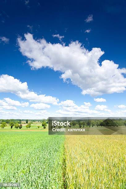 Foto de Campo E Céu e mais fotos de stock de Agricultura - Agricultura, Ajardinado, Azul