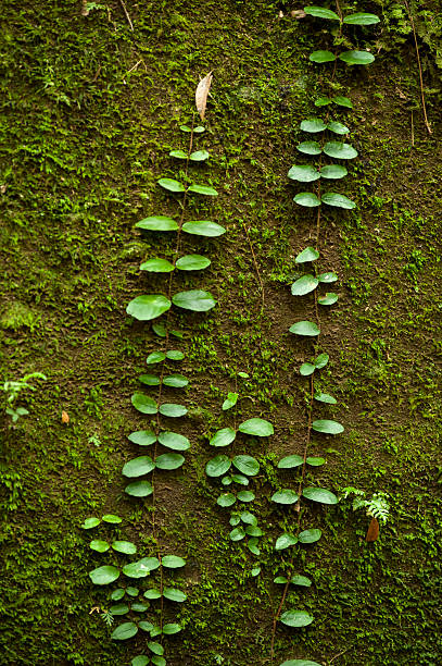 Creepers on Wall Creeper plant growing leafy surface. fz009 stock pictures, royalty-free photos & images