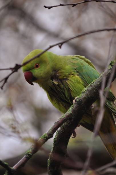 istock Animals in the St.James Park 1867811834