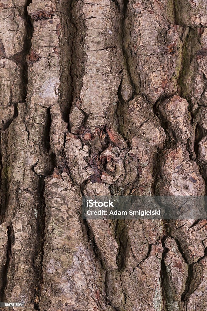 corteccia - Foto stock royalty-free di Albero