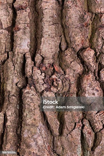 Corteccia - Fotografie stock e altre immagini di Albero - Albero, Albero di legno duro, Astratto