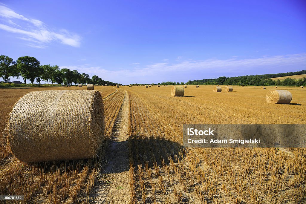 Feno fardos - Royalty-free Agricultura Foto de stock