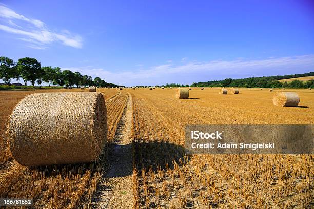 Feno Fardos - Fotografias de stock e mais imagens de Agricultura - Agricultura, Ajardinado, Ao Ar Livre