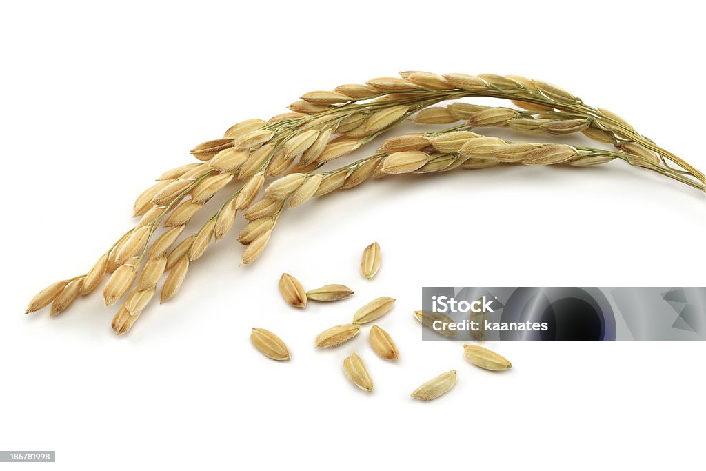 Arroz de grano y stalks - Foto de stock de Arroz - Grano libre de derechos