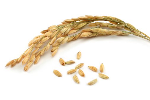 rice stalks and rice grain