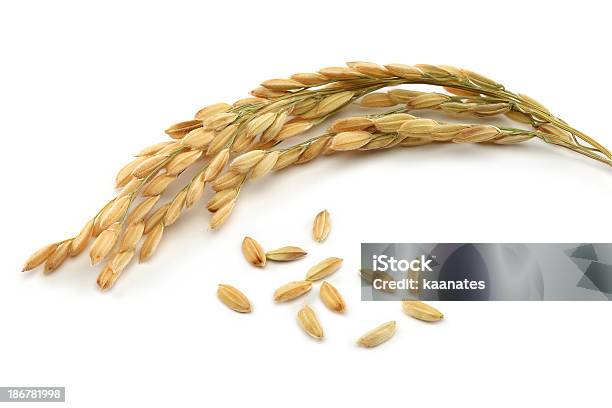 Rice Grain And Stalks Stock Photo - Download Image Now - Rice - Cereal Plant, Rice - Food Staple, Cut Out