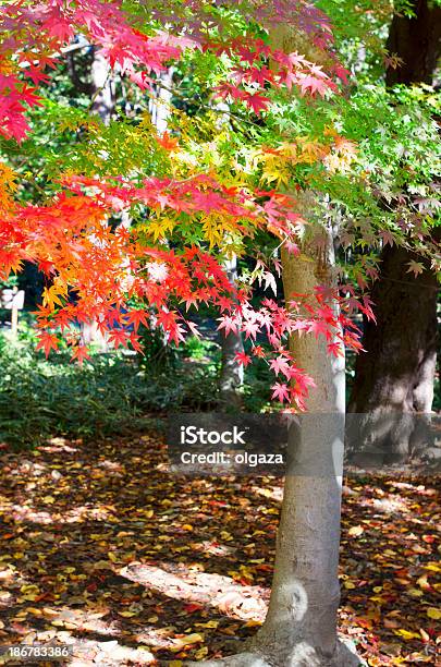 분재 추절 0명에 대한 스톡 사진 및 기타 이미지 - 0명, 10월, Satoyama - Scenery