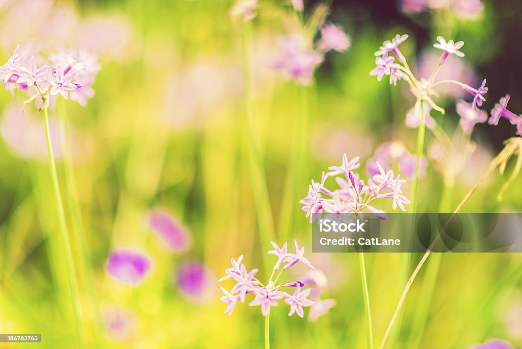 Wildflower Meadow - Foto de stock de Abundância royalty-free