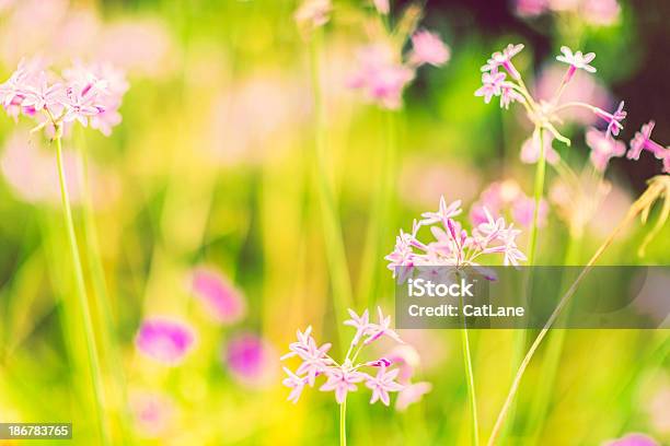 Foto de Wildflower Meadow e mais fotos de stock de Abundância - Abundância, Beleza natural - Natureza, Cabeça da flor
