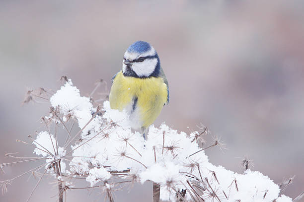 istock Bluetit on a plant with snow 186783776