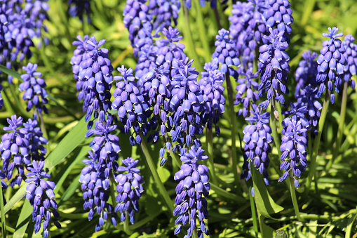 Muscari blooms in the flowerbed in spring