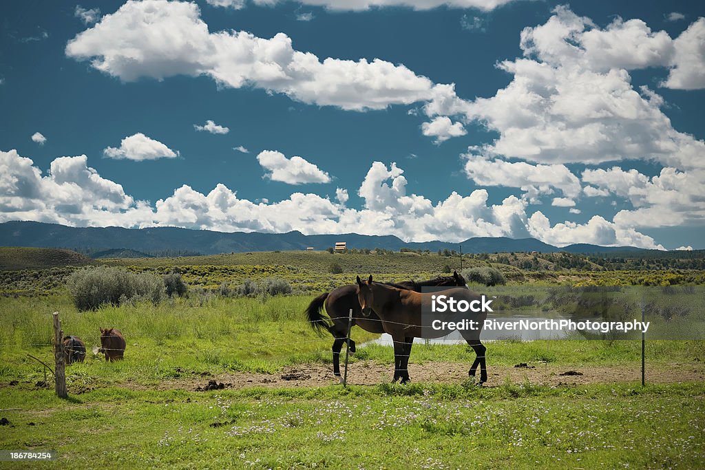 Two horses in a field in Utah. Horses in the stunning Utah landscape with towering fluffy clouds and ranch in the distance. Agriculture Stock Photo