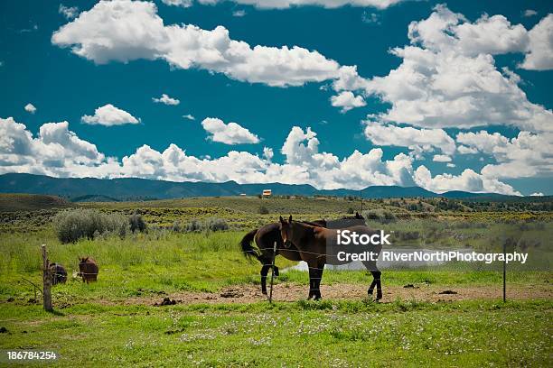 Two Horses In A Field In Utah Stock Photo - Download Image Now - Agriculture, Animal, Beauty In Nature