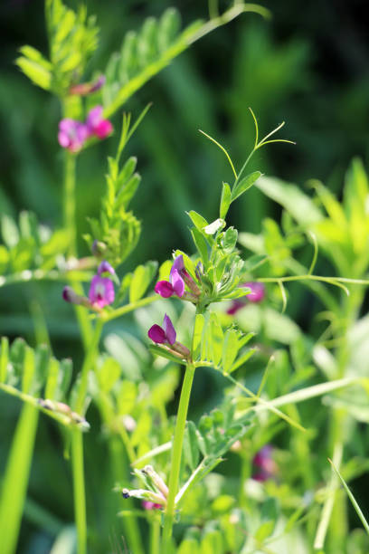Black pea (Vicia sativa subsp. nigra) grows among grasses in the wild