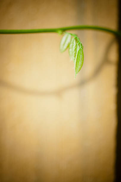 Green Stem with New Leaves Macro of young little leaves on a green stem. fz009 stock pictures, royalty-free photos & images