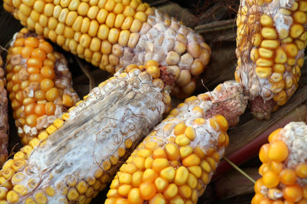 istock Corn cobs are affected by fusarium - the causative agent of Fusarium moniliforme 1867845014