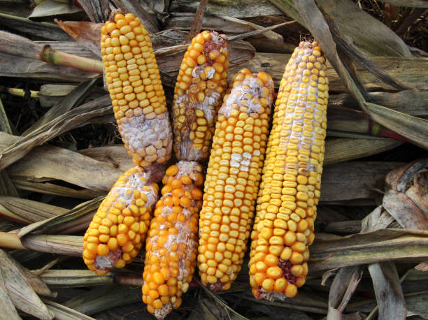 istock Corn cobs are affected by fusarium - the causative agent of Fusarium moniliforme 1867845015