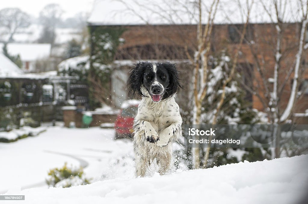 最初の雪 - イギリスのロイヤリティフリーストックフォト