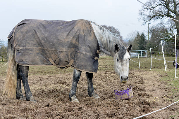 istock Hungry as a horse 186784528