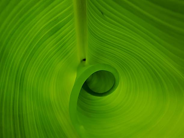 This photo is a photo inside a young banana leaf