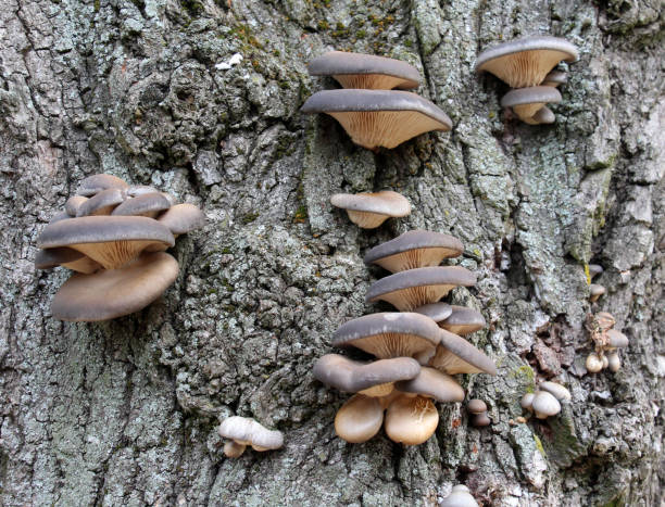 istock Oyster mushroom (Pleurotus ostreatus) grow in the wild 1867846570