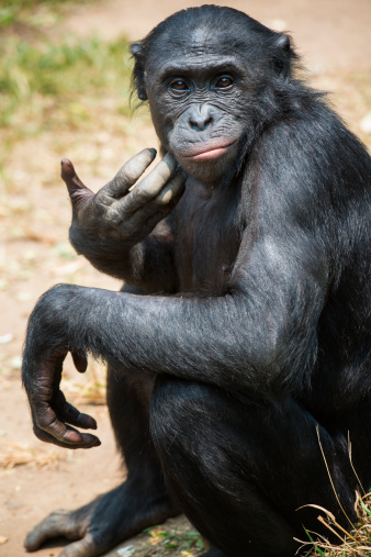Retrato de un Bonobo (Pan paniscus) photo