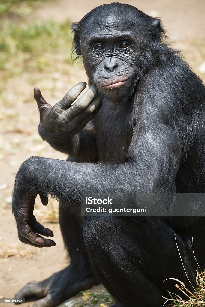 Portrait of a Bonobo (Pan paniscus) Portrait of a Bonobo (Pan paniscus). The Bonobo is one of the great apes (as well es Gorilla, Chimpanzee and Orang Utan). In former times Bonobos were also called pygmy chimpanzee. Bonobo Stock Photo