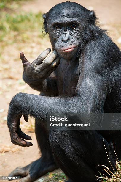 Portrait Of A Bonobo Stock Photo - Download Image Now - Bonobo, Ape, Monkey