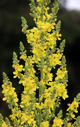 One of the species of mullein, Verbascum lychnitis, blooms in the wild