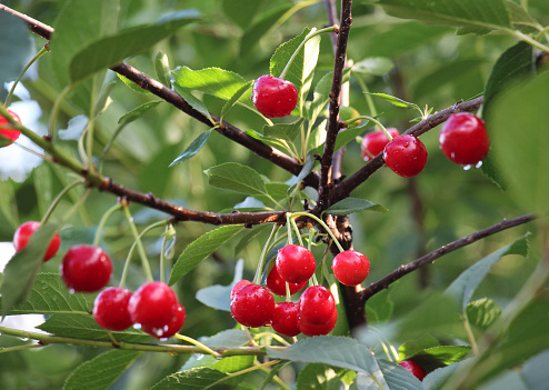 In the orchard on a tree branch ripen cherry fruit