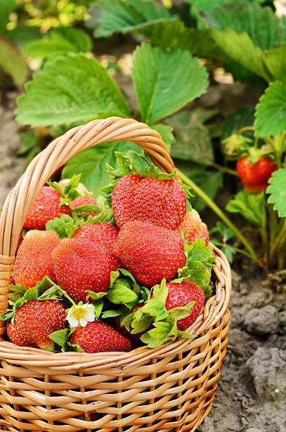istock Strawberries in the basket 186785435