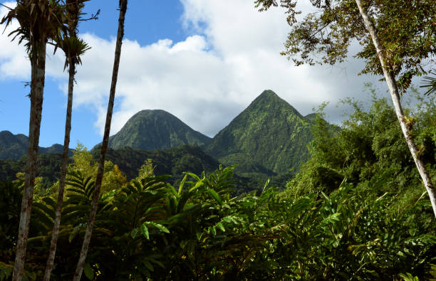 hillside trail through the cloudy landscape of el yunque national forest in puerto rico