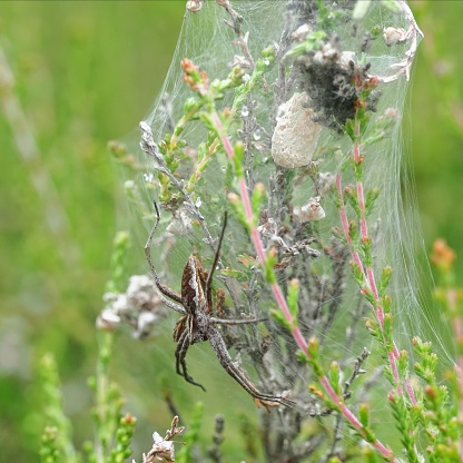 Close up of a single female Nursery-web Spider (Pisaura mirabilis) and her brood sheltering within her spider-web nursery on stems of Scottish heather, where she will protect them until they are independent.