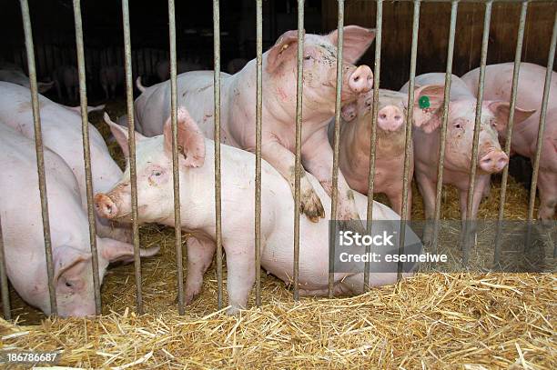 Foto de Piggeryfamily Farm e mais fotos de stock de Celeiro - Celeiro, Ignorância, Leitão - Filhote de Animal