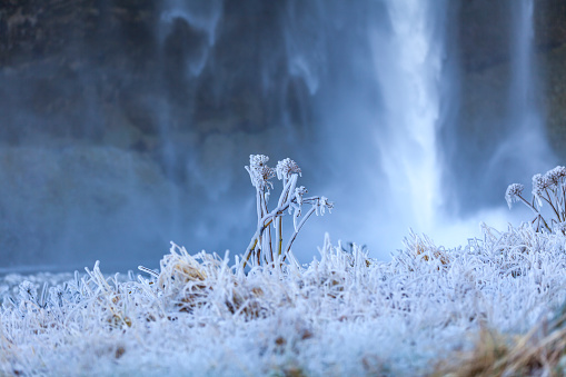 frozen ice flower at the waterfall in iceland.