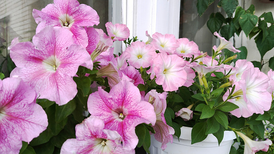 Pink Petunia grandiflora on windowsill. Pastel bright flowers on window. Blooming Garden on balcony. Home Gardening. Comfortable urban environment. Green ecology. Sustainable Living. House Flowerbed.