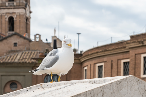 Seagull standing on a wall