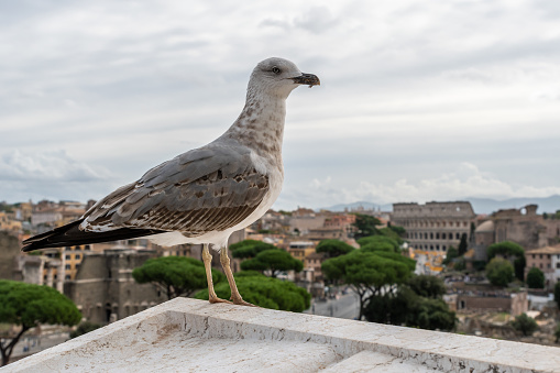 Seagull standing on a wall with Rome in the background