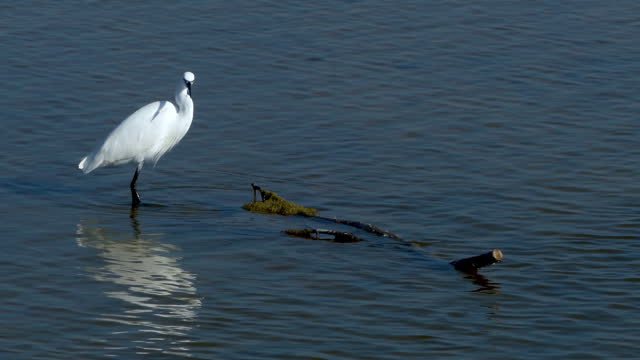 Snowy egret (Egretta thula) in the Ebro Delta Natural Park. 4K resolution.