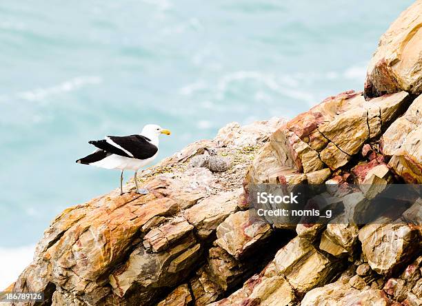 Seagull And Chicks On Rocks Stock Photo - Download Image Now - Animal, Beach, Bird