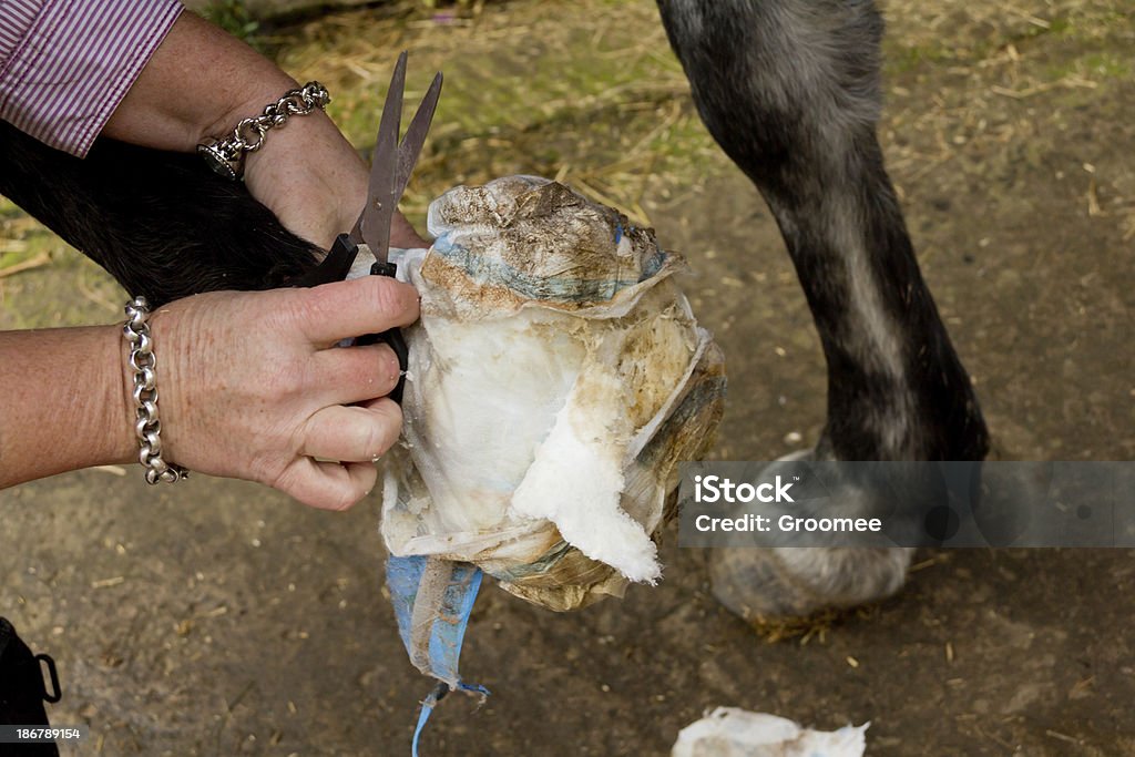 Modifica Fasciatura a cavallo del piede - Foto stock royalty-free di Cavallo - Equino
